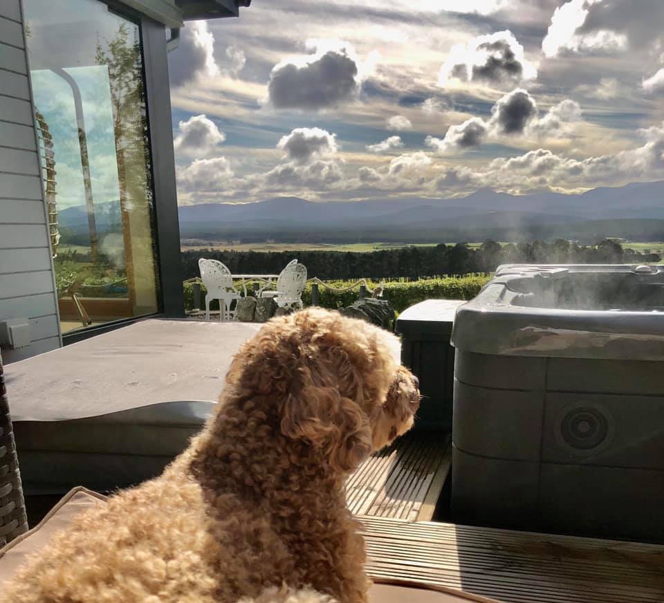 dog looking out at view